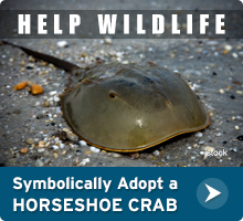 Help Wildlife. Symbolically adopt a horseshoe crab today!